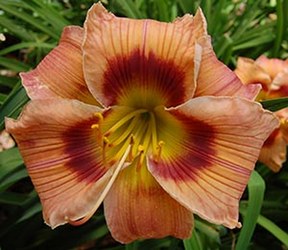 Can't Fault Ya Daylily